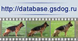 Портал о Нкмецких овчарках с большой базой данных собак